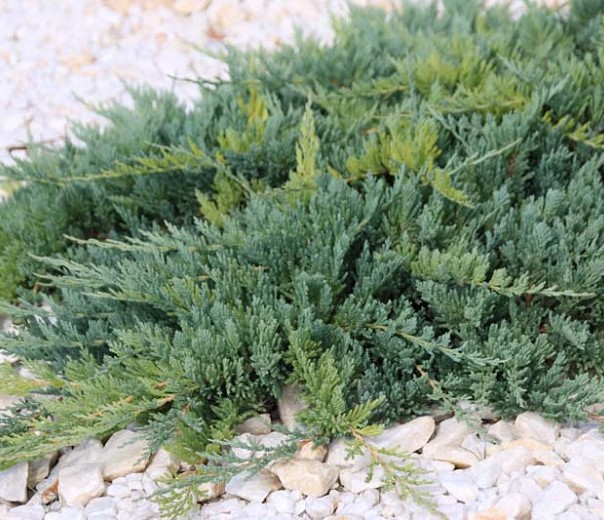 JUNIPERUS HORIZONTALIS